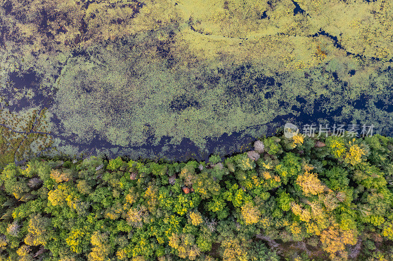 黄昏时的Muskoka Torrance Barrens Dark-Sky保护区，Gravenhurst，加拿大